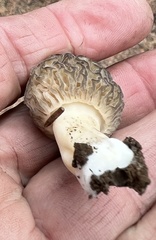 Morchella angusticeps