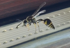 Eumenes mediterraneus