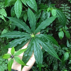 Paris polyphylla stenophylla