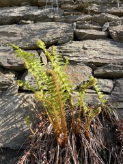 Athyrium distentifolium