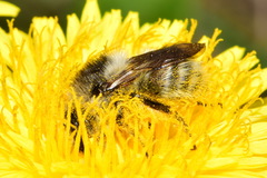 Bombus deuteronymus