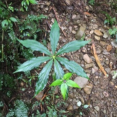 Paris polyphylla stenophylla