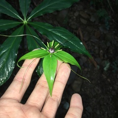 Paris polyphylla stenophylla