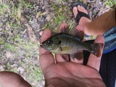 Lepomis punctatus