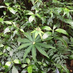 Paris polyphylla stenophylla