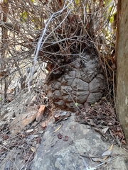 Dioscorea elephantipes