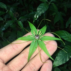 Paris polyphylla stenophylla