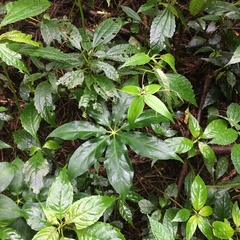 Paris polyphylla stenophylla