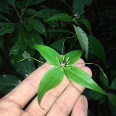 Paris polyphylla stenophylla