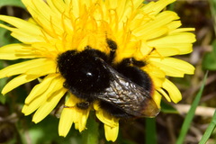 Bombus lapidarius