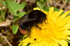 Bombus lapidarius