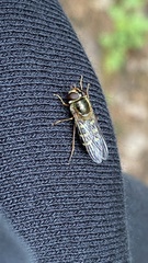 Lapposyrphus