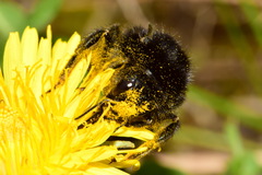 Bombus lapidarius