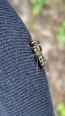 Lapposyrphus
