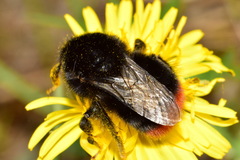 Bombus lapidarius