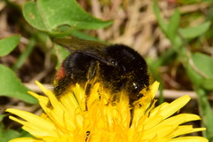 Bombus lapidarius