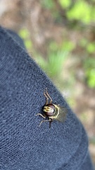 Lapposyrphus