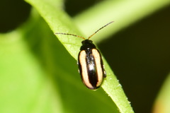Phyllotreta striolata