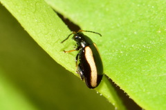 Phyllotreta striolata