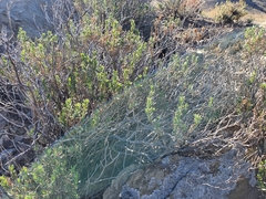 Dimorphotheca cuneata