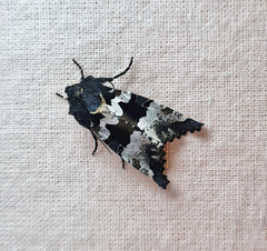 Phlogophora albovittata