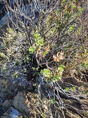 Dimorphotheca cuneata