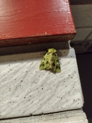 Diphtherocome pulchra