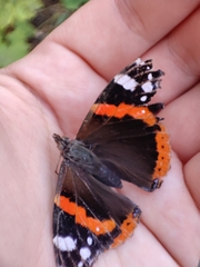 Vanessa atalanta