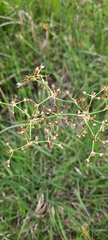 Juncus subnodulosus