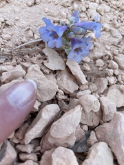 Penstemon bracteatus