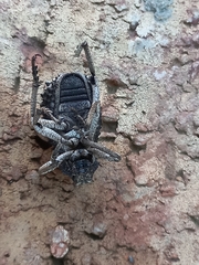 Brachycerus tauriculus
