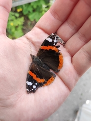 Vanessa atalanta