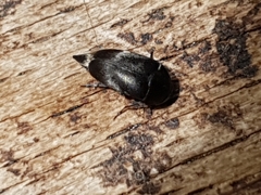 Curtimorda bisignata