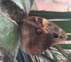 Opsiphanes tamarindi