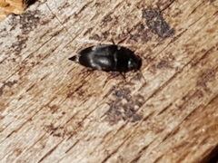 Curtimorda bisignata