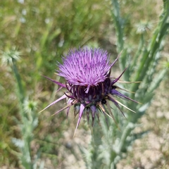 Onopordum macracanthum