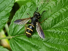 Temnostoma bombylans
