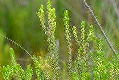 Passerina galpinii