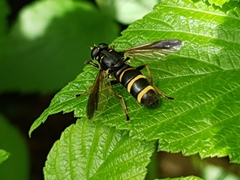 Temnostoma bombylans