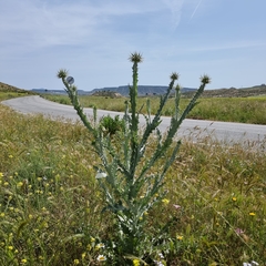 Onopordum macracanthum