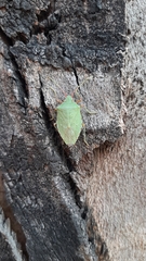 Chlorocoris distinctus