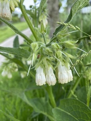 Symphytum grandiflorum