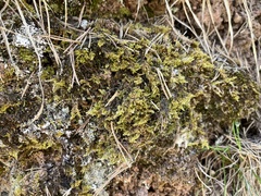 Ctenidium molluscum