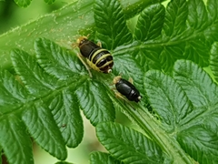 Ditropis pteridis