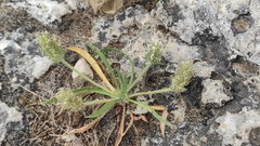 Plantago bellardii