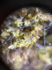 Ctenidium molluscum