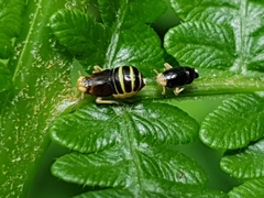 Ditropis pteridis
