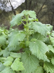 Marrubieae