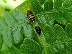 Ditropis pteridis