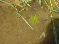 Pelophylax